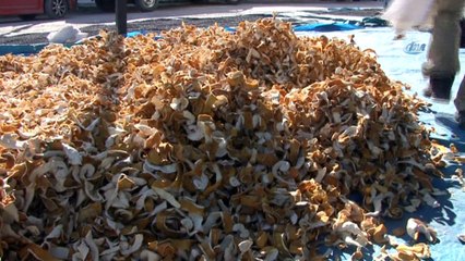 Meyvesi 50 kuruş, kabuğu 4 lira