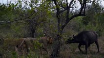 Lions vs Buffalos, Amazing sighting of a group of lions that kill a buffalo, 獅子與水牛的 驚人的瞄準