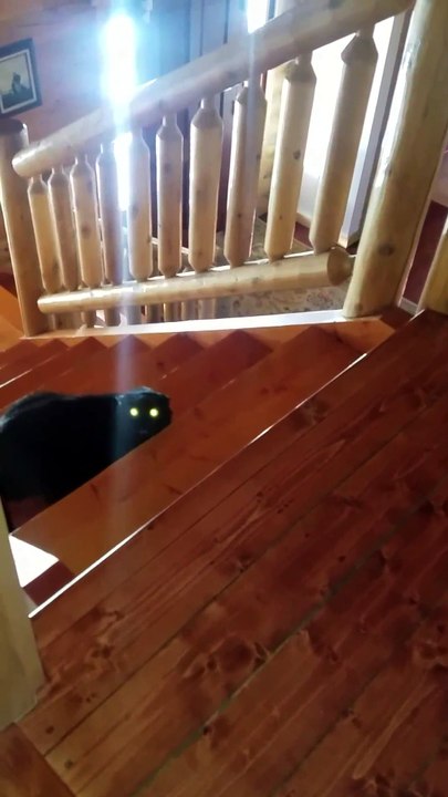 Chatty Cat