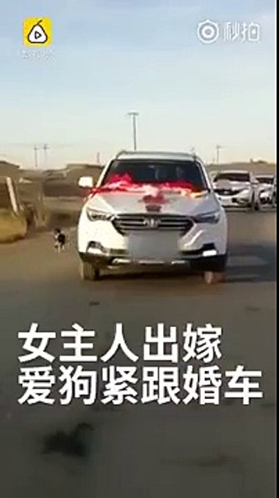 Chú chó chạy theo xe hoa của cô chủ cho đến khi kiệt sức