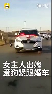 Chú chó chạy theo xe hoa của cô chủ cho đến khi kiệt sức