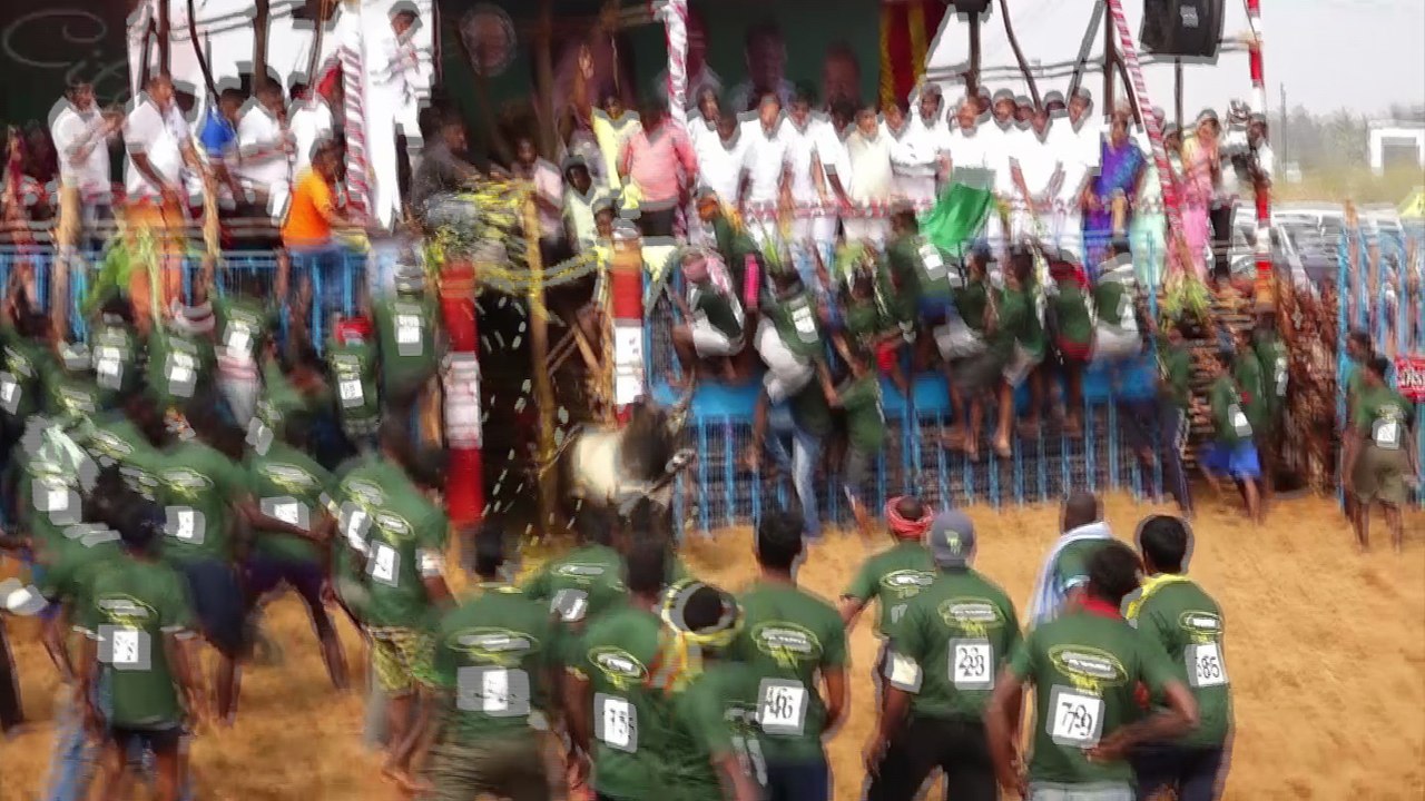 Jallikattu 2018 Coimbatore | SimpliCity