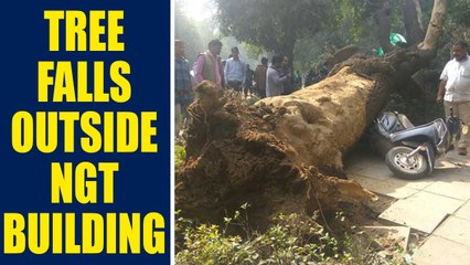 Delhi : Tree falls down infront of NGT building , no casualty reported | Oneindia News