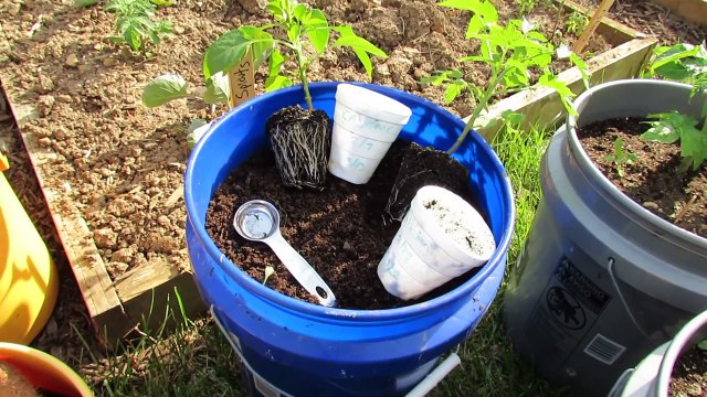 (6 of 9) Growing Tomatoes & Peppers: Pepper Planting, Container Soil, Basic Feeding, Tomato Progress