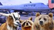 United Airlines comfort pets: Airline gets tough on emotional support animals - TomoNews
