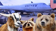 United Airlines comfort pets: Airline gets tough on emotional support animals - TomoNews