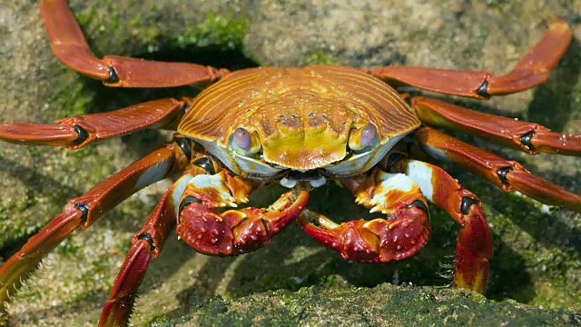 Oxford Discover Level 1 Big Question 3 Where Do Animals Live 1