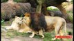 Leones cazando – Leones gigantes: Los leones mas grandes del mundo – LEON AFRICANO