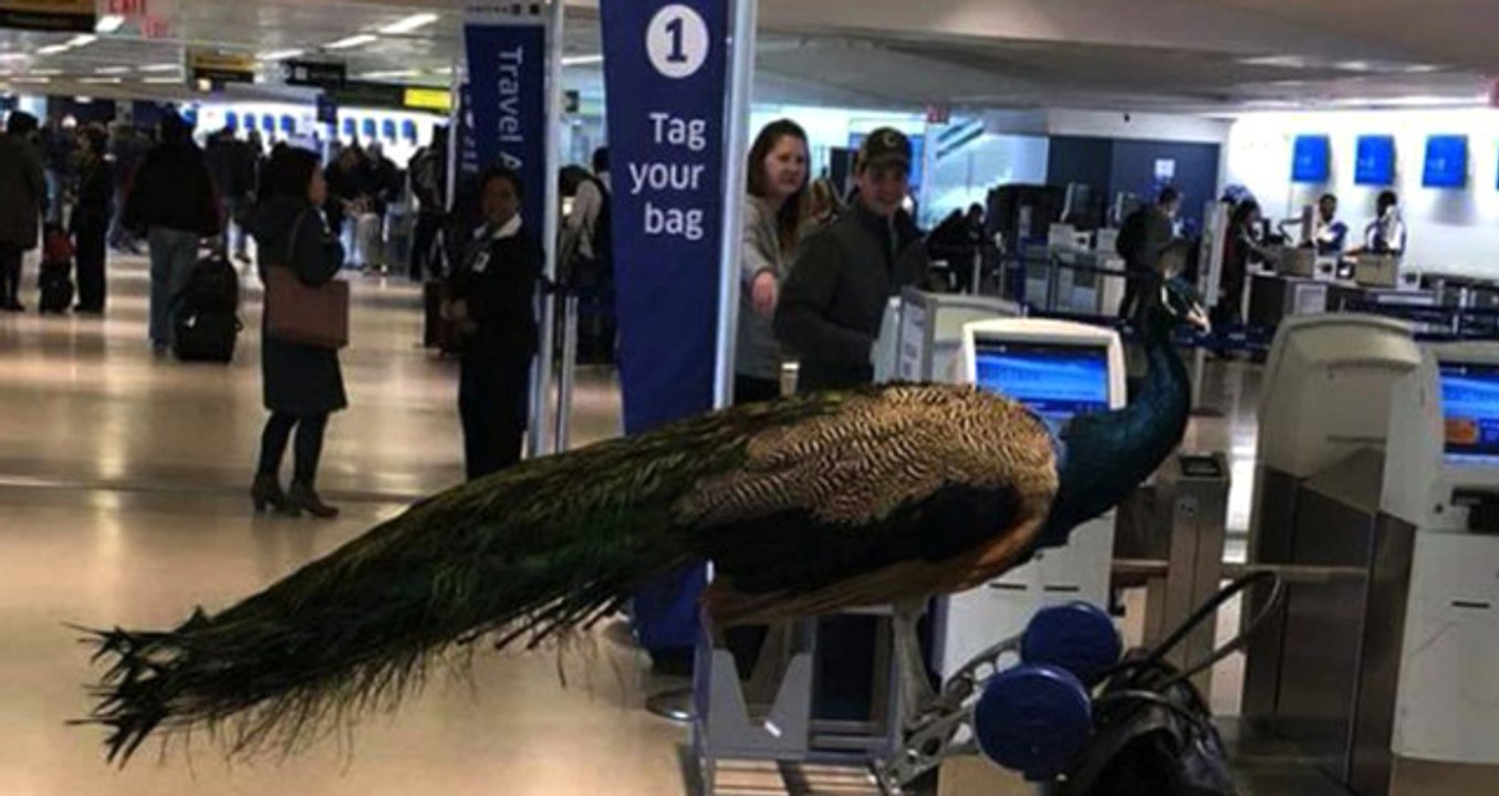 Tavus Kuşu ile Uçağa Binmek İsteyen Kadın Havalimanında İlginç Görüntüler Oluşturdu