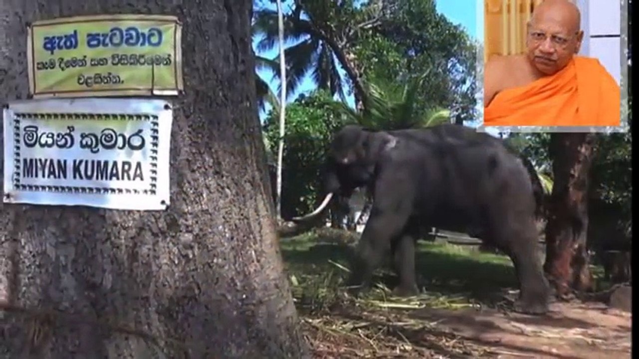 බෙල්ලන්විල පන්සලේ ඇතාගේ පහර දීමෙන් විමල රතන හිමි අපවත් වෙයි (1)