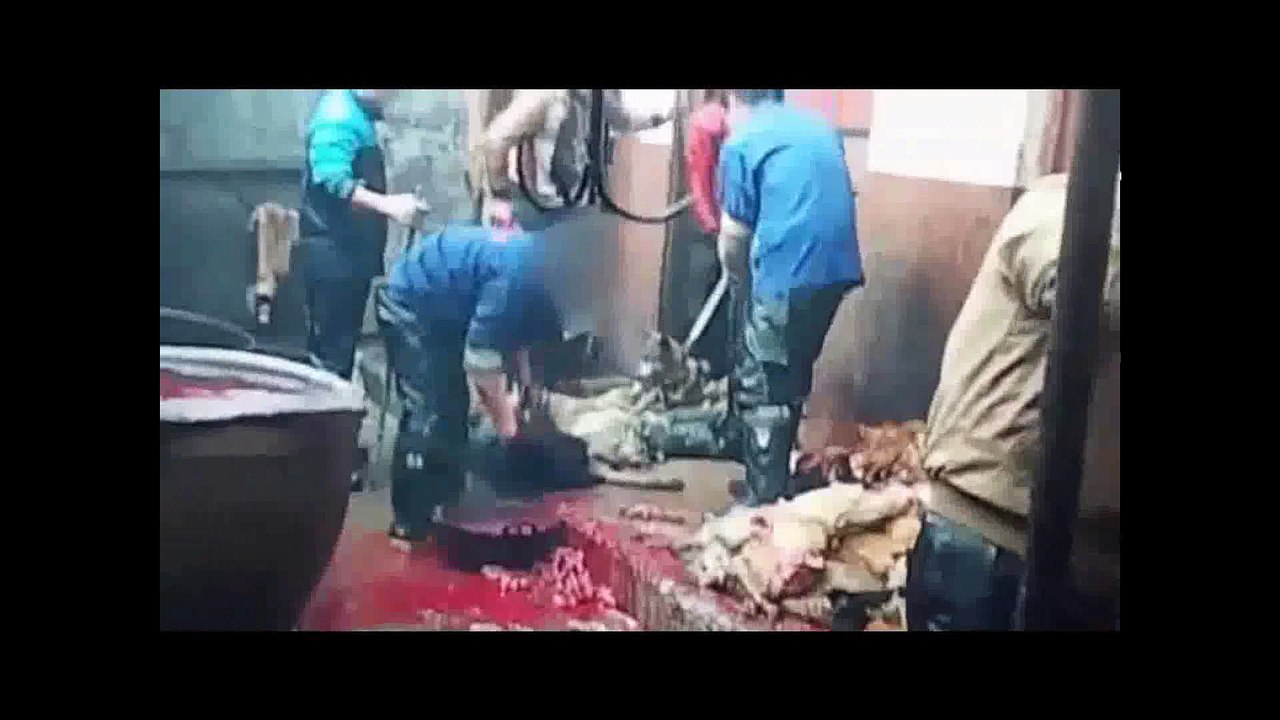 TỘI NGHIỆP  QUÁ   XIN HÃY ĂN CHAY  VÀ ĐỪNG SÁT SANH NỮA  NAM MÔ A DI ĐÀ PHẬT