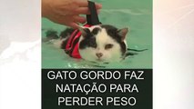 Gato gordo faz natação para perder peso