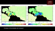 Cientistas identificam 'som misterioso' que surge do mar do Caribe