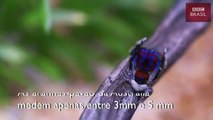 Cientistas descobrem novas espécies da deslumbrante 'aranha-pavão'