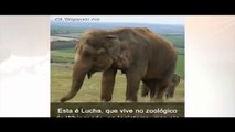 Funcionários do zoo usam furadeira para curar dor de dente de elefante