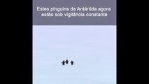 Com a ajuda de crianças e câmeras, cientistas fazem 'censo' de pinguins na Antártida