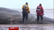 Dezenas de baleias morrem encalhadas em costas do mar do Norte
