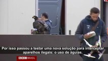 Polícia holandesa treina águias para capturar drones em pleno voo