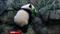Bebê panda faz primeira aparição pública em zôo dos EUA