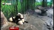 Filhotes trigêmeos de pandas gigantes completam 1 ano na China
