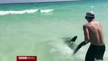 Banhistas socorrem tubarão-martelo ferido por anzóis nos EUA
