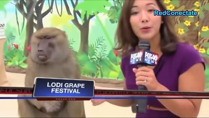 Errores más Graciosos De La TV [Descuidos en Vivo] - Videos Graciosos 2017