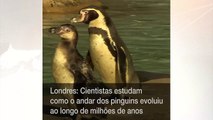 Cientistas estudam evolução do 'gingado' dos pinguins