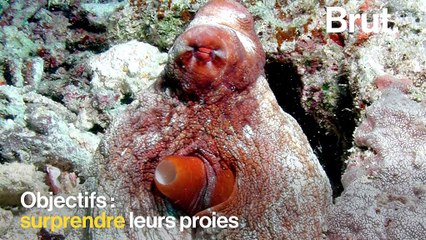 Comment se camouflent certains animaux?