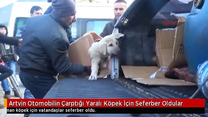 Artvin Otomobilin Çarptığı Yaralı Köpek İçin Seferber Oldular