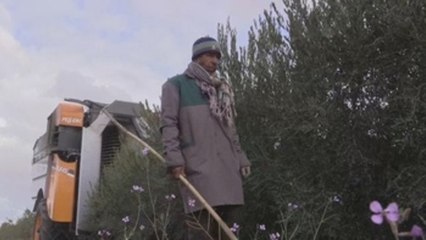 Túnez, segundo exportador mundial de aceite de oliva, busca ampliar mercados