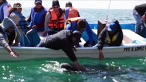 Turistas viven espectáculo de ballenas grises en  México