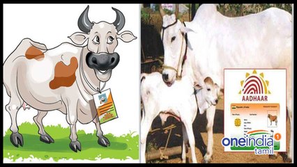 பசுக்களுக்கு 50 கோடியில் ஆதார் திட்டம்...வீடியோ