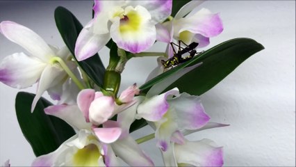 L'invisible mante-orchidée attrape un criquet