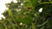 A Beautiful Spider Spinning Web ウェブを作る方法