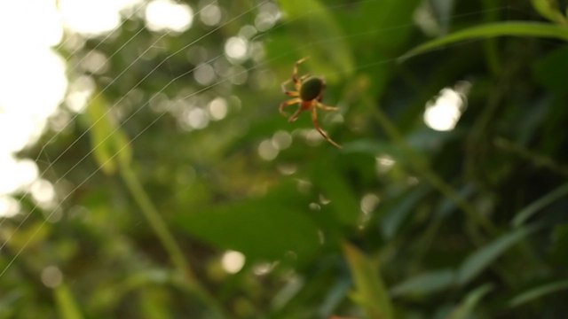 A Beautiful Spider Spinning Web ウェブを作る方法