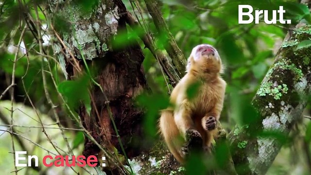 Brésil : des singes empoisonnés et frappés à mort par peur de la fièvre jaune (alors qu'ils n'y sont pour rien )