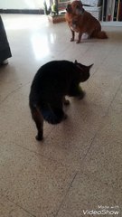 Lua the Cat Plays with Ball