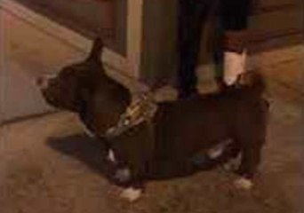 Woman Spots Rare Corgi Pit Mix