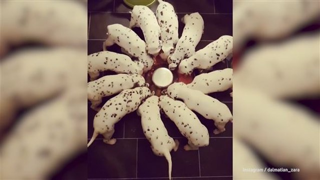 Nahezu 101 Dalmatiner: Schwarz weißes Gewusel