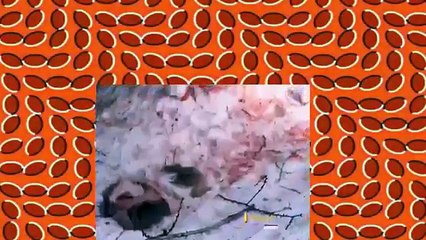 Mountain Men Season 4 Episode 14 Winters Gamble - Sep 17, 2015