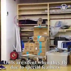 Owls are so majestic ✨