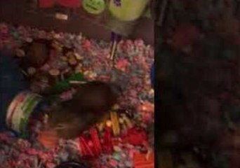 Confused Hamster Doesn't Known Where to Hide Her Treat