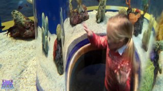 Super COOL Aquarium Trip Fun Activities for Kids to Learn Sea Life and Real Life Finding DORY Fish