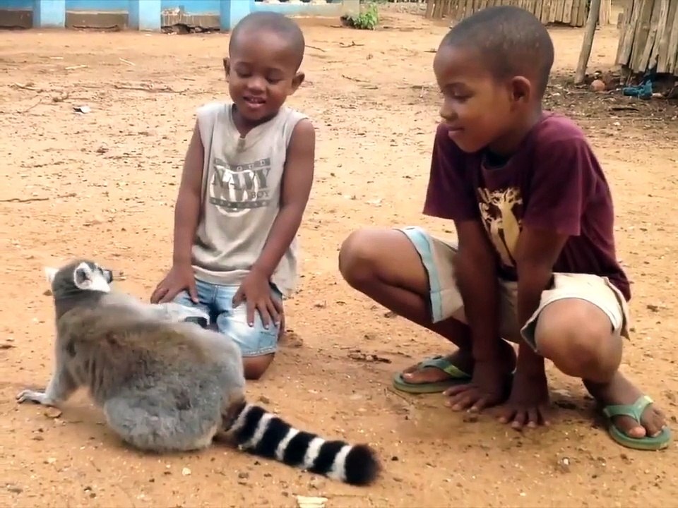 Un adorable lémurien qui adore les caresses