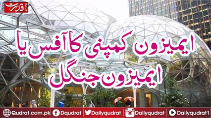 Amazon Company's office or Amazon forest