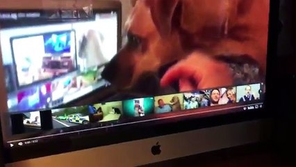 Dog Thoughts on Super Bowl 2018