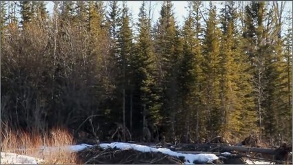 BigFoot 2017 - Calgary, Red Bigfoot - Breakdown. New discoveries.