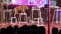Lion Walking on Rope