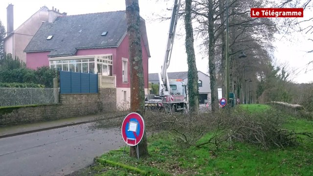 Quimperlé. Elagage : éclaircie boulevard de la Laïta