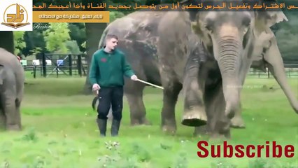 شاهد تصرفات عجيبة للحيوانات عندما لا تستطيع الوصول الى الناس او يكون بينها وبينهم حاجز !!؟؟